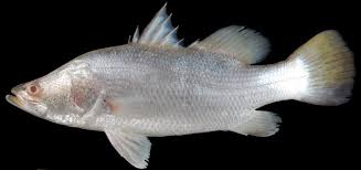 Ikan kakap putih (lates calcarifer) (lates calcarifer). Mengenal Ikan Kakap Putih Sebagai Komoditas Bernilai Tinggi Thehijau Com