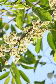 Image result for Syzygium cumini
