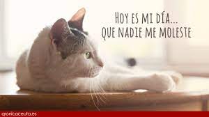 20 de febrero y 29 de octubre. 20 De Febrero Dia Internacional Del Gato