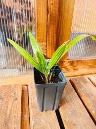 Image result for Pancovia holtzii