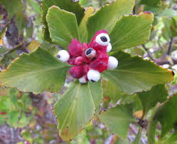 Image result for Phyllocladus