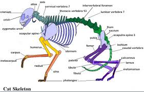 Domestic cat anatomy cat hind leg bone anatomy cinderpelt bones of the cat all about s skeleton all our info on cats bones. Cat Skeleton Diagram Page 1 Line 17qq Com