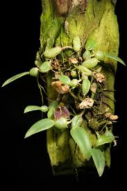 Image result for Bulbophyllum vulcanicum