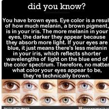 Its A Fact C But Brown Eyes Have Blue Underneath Eye Color Facts Eye Facts Intresting Facts