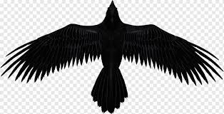 2,730 transparent png illustrations and cipart matching raven. Common Raven Baltimore Ravens The Raven Some Interesting Facts About Raven Bird Feather Crows Png Pngwing