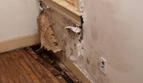 How To Get Good Damp Advice Which Conversation