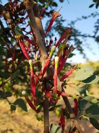 Image result for Tapinanthus forbesii