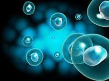 Image result for how much does it cost to get stem cell treatment?