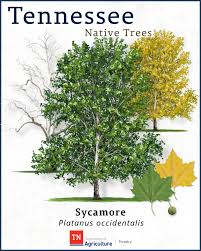 Image result for Platanus