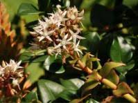 Image result for Indigofera soutpansbergensis