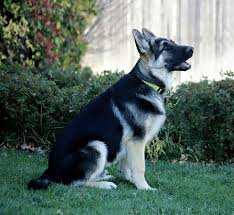 Black And Silver German Shepherd Puppies Black And Silver German Shepherd 49 Background Wallpaper Germanshepherd German Shepherd Dogs Silver German Shepherd Black German Shepherd