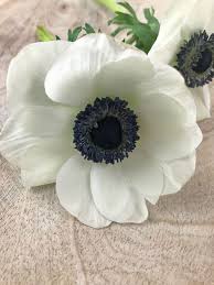 Weisse Anemonen Weisse Anemonen Anemone Und Einzelne Blumen