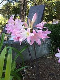 This is a lovely evergreen shrub or small tree for a. Amaryllis Wikipedia