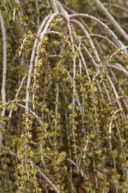 Image result for Otiophora angustifolia