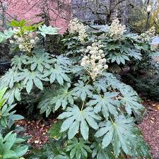Image result for Alafia orientalis