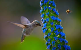 Nature Birds And Flowers Wallpaper Bee Hummingbird Flowers Bees Flowers Hummingbirds Nature Bird Wallpaper Hummingbird Flowers Bird