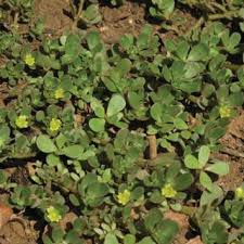 How to grow and use. Pdf Portulacaceae