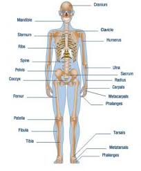 Body parts diagram | anatomy photo collection, 662 x 599 · 87 kb · jpeg, female human body part diagram. Human Body