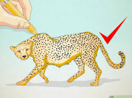 Cheetah in just 9 easy steps! How To Draw A Cheetah 13 Steps With Pictures Wikihow