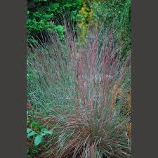 Image result for Schizachyrium