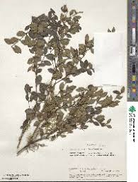 Image result for Eriosema burkei