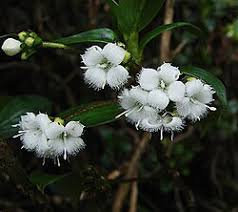 Image result for Trichoneura schlechteri