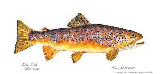 The Art Of Eileen Klatt Buy Art Brown Trout Salmo Trutta From The Clark Fork River Idaho 10x22 55 Trout Painting Fly Fishing Art Brown Trout