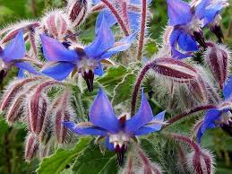 Image result for Borago officinalis