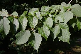 Image result for Alangium chinense