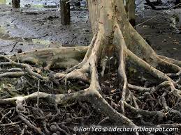 Image result for Xylocarpus