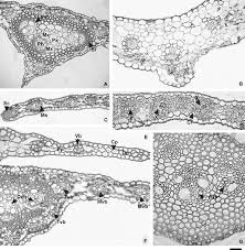 Image result for Panicum pilgerianum