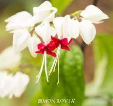 Variegated Bleeding Heart Vine Bleeding Heart Vine Bleeding Heart Showy Flowers