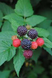 More than 119 blackberry fruits at pleasant prices up to 18 usd fast and free worldwide shipping! Blackberries Fruits Plant Bush Fruit Black Berry Fruit Healthy Eating Food And Drink Food Pxfuel