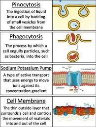 Passive And Active Cell Transport Word Wall Cards Diffusion And Osmosis Etc Teaching Biology Study Biology Biology Lessons