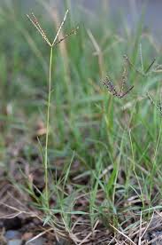 Image result for Cynodon