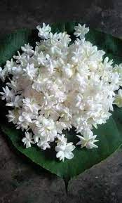 Jasmine With Its Enticingly Sweet Aroma Is The Symbol Of Mother S Day In Thailand Along With Its Fragran Good Morning Flowers Morning Flowers Jasmine Flower