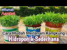 We did not find results for: Cara Menanam Kangkung Hidroponik Sederhana Mudah Dan Menyenangkan Youtube