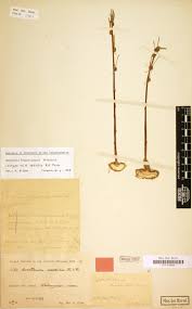 Image result for Thesium bangweolense