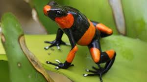 Jun 20, 2021 · penunjuk perasaan memenuhi jalan di rio de janeiro menggesa pengunduran presiden brazil jair bolsonaro. Paling Mematikan Ini 5 Hewan Paling Beracun Di Dunia