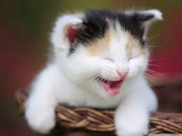 Cute Cat Wallpapers As Dp Wallpaper Cave Cute and nice whatsapp dp pics||dps for whatsapp||whatsapp dp images. cute cat wallpapers as dp wallpaper cave