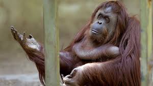 Orangutan Declared To Have Basic Legal Rights In Argentina | WLRN