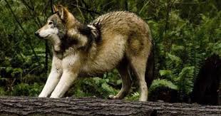 Black And Brown Wolf A White Tan Black Wolf Lila Wolf Dog Black Wolf Cat Wiki