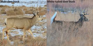 A Quick Guide To Differentiate Mule Deer From White Tailed