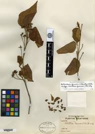 Image result for Abutilon englerianum