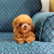The tiny pomeranian or pom, has numerous nicknames. Yorkie Maltese Pomeranian Poodle Puppies For Sale Home Facebook