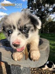 Beautiful border collie puppy pictures from here in north east; Stunning Coloured Border Collie Puppies House Trained Purebred Pups From Dna Tested Parents