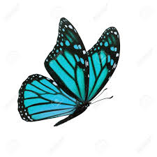 Wybierz styl monarch butterfly multi butterflies. Beautiful Blue Monarch Butterfly Isolated On White Background Stock Photo Picture And Royalty Free Image Image 83939220