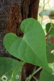 Image result for Pergularia