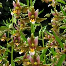245 отметок «нравится», 1 комментариев — olga ryabtsova (@o.ryabtsova) в instagram: Epipactis Serpentine Night Garden Orchid