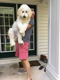 Check spelling or type a new query. Pin On Goldendoodle Puppies